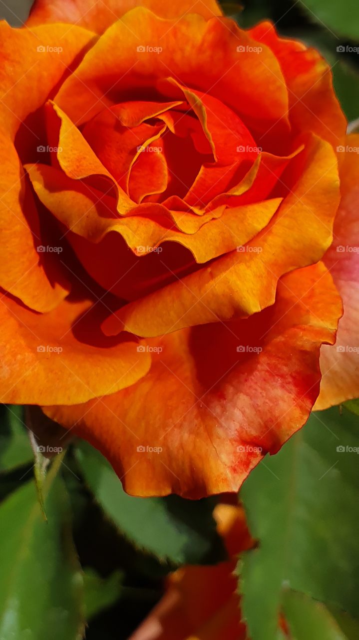 orange red rose closeup