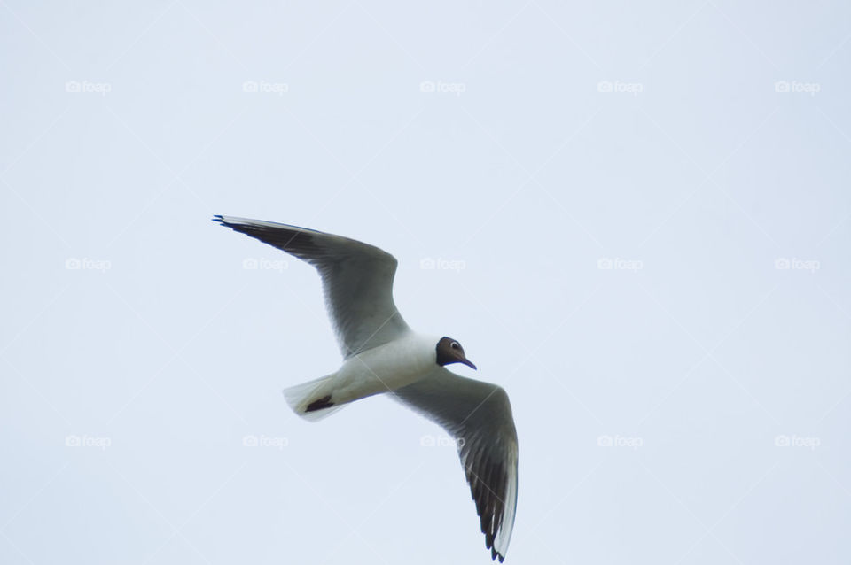 Black-headed gull