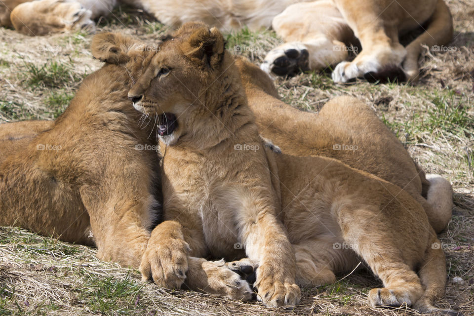 Lion cubs resting in grass