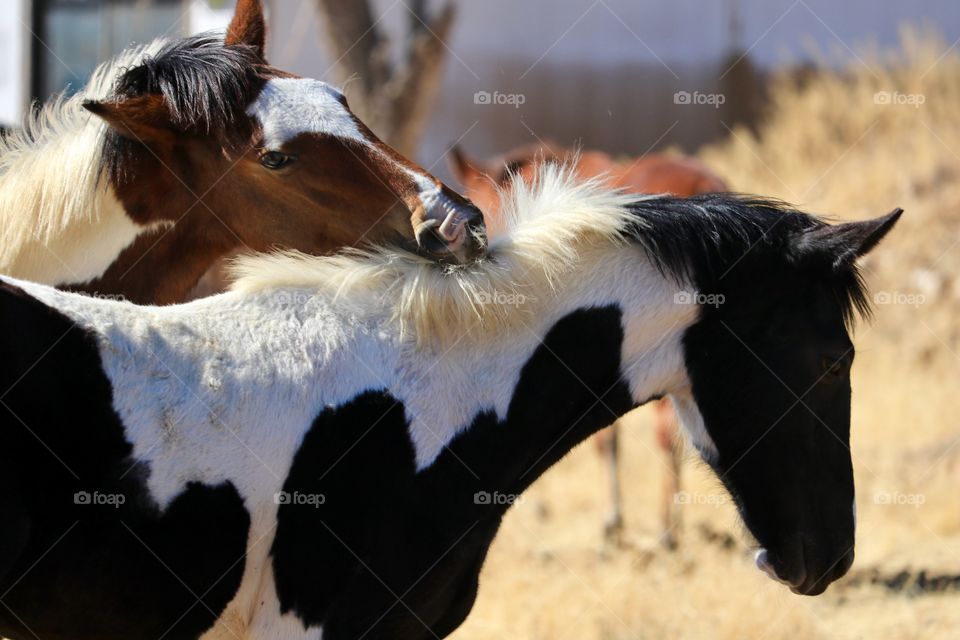Pair wild American mustang colts playing, colt biting another 