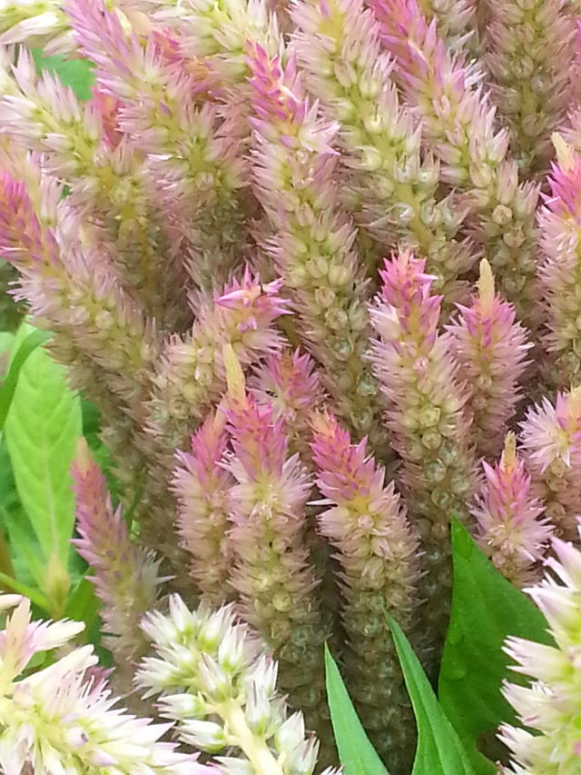 closeup