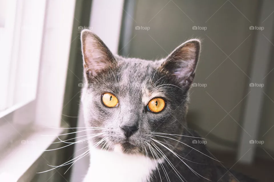 Kitty