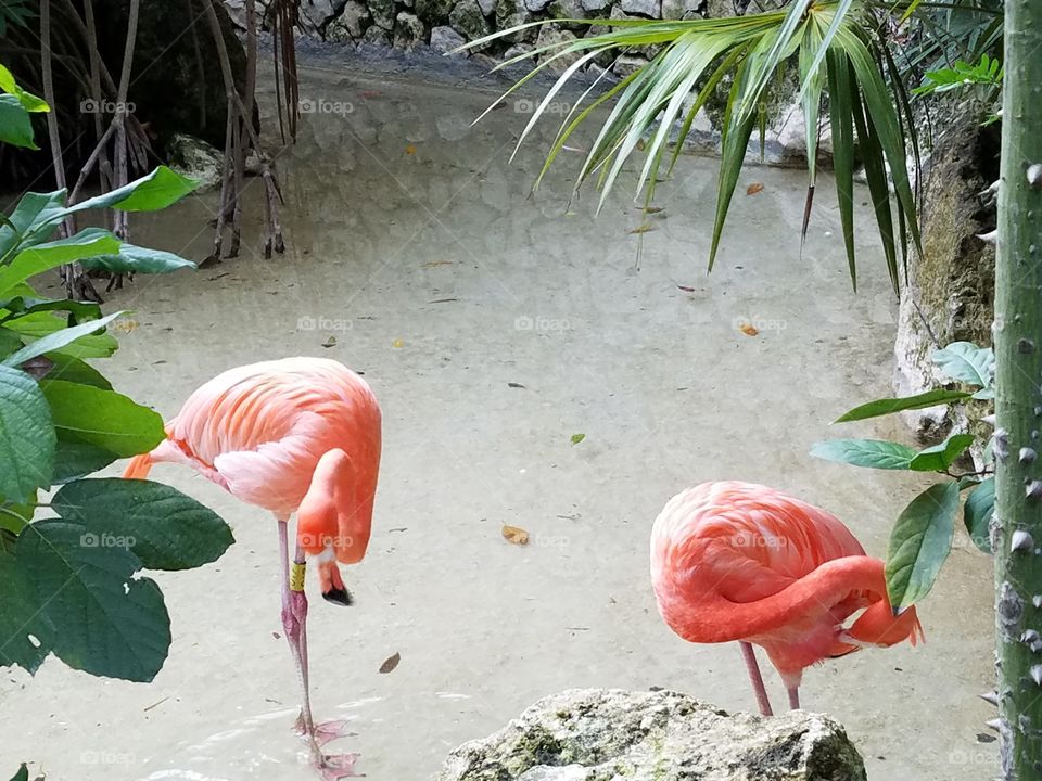 Flamingos