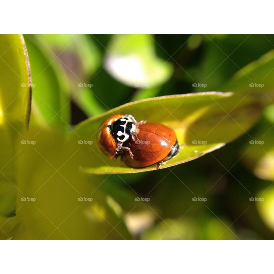 Ladybug