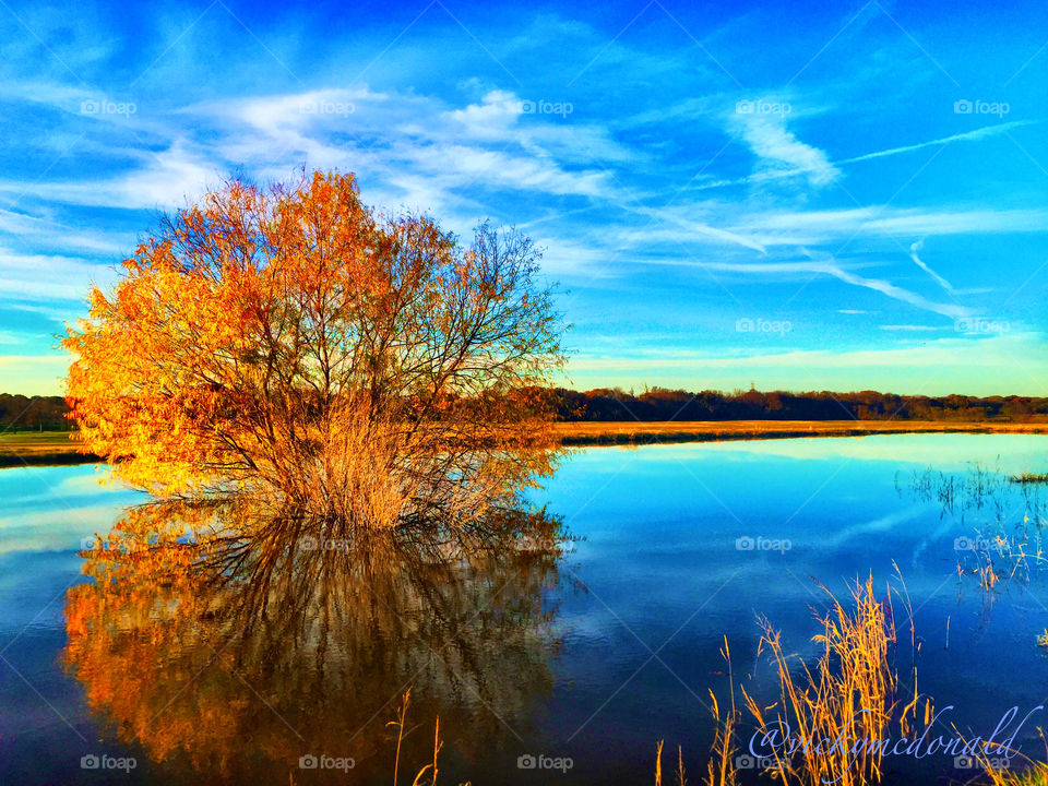 Reflection of trees on idyllic lake