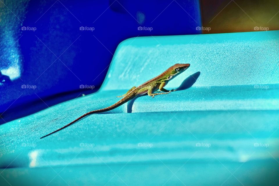 Close-up of a lizard