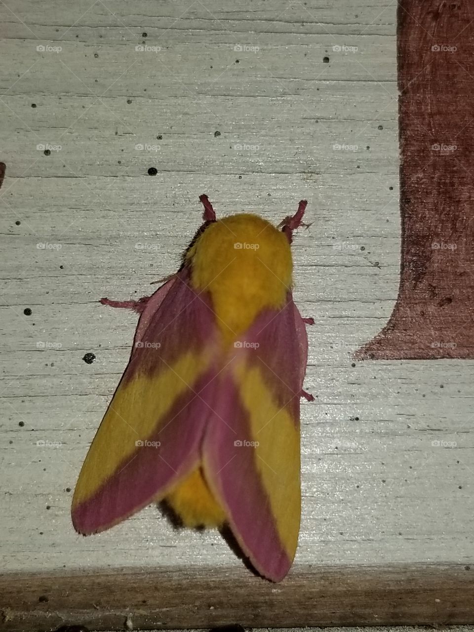 moth