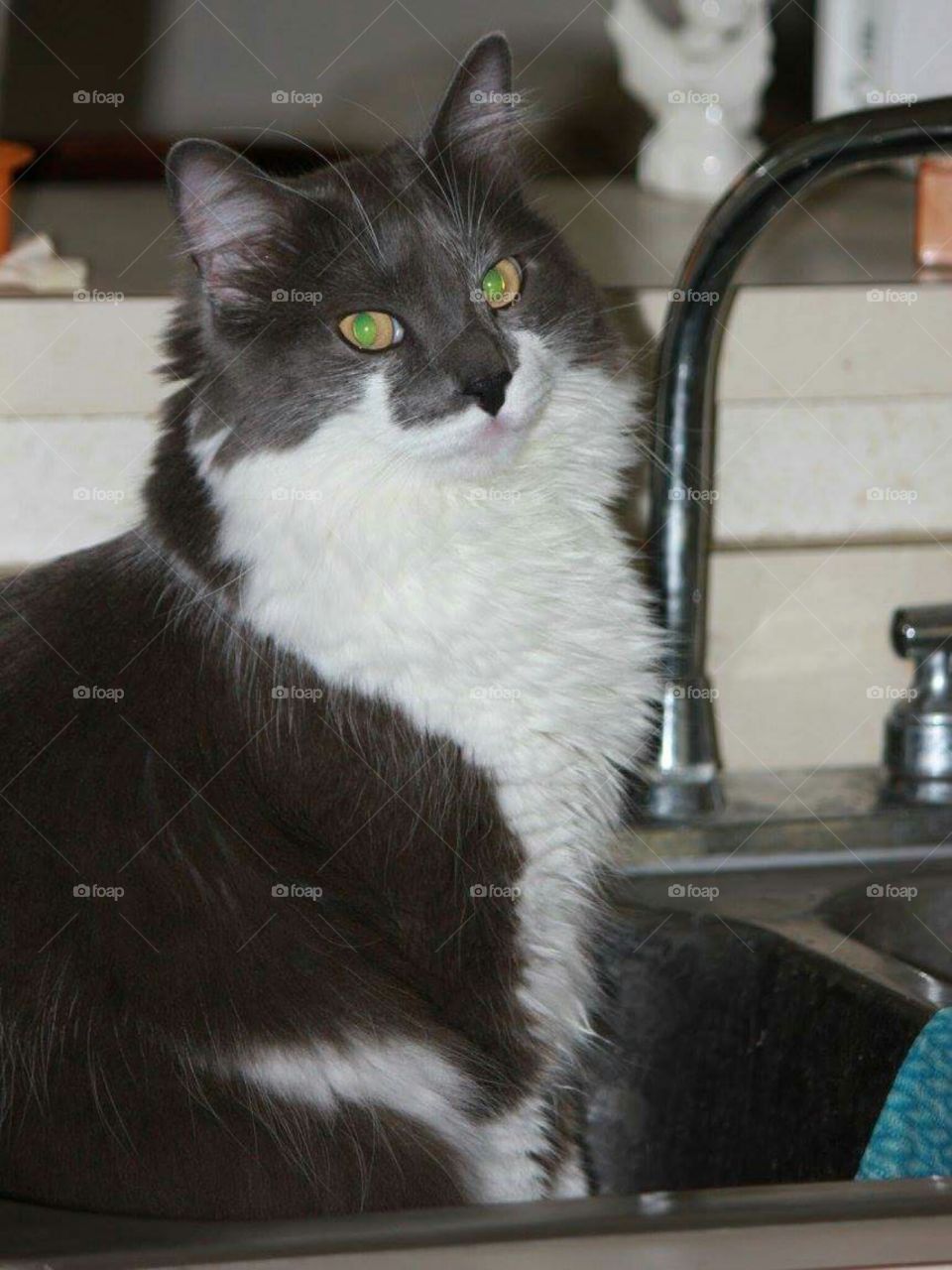 Mr. Feeny In The Sink 1