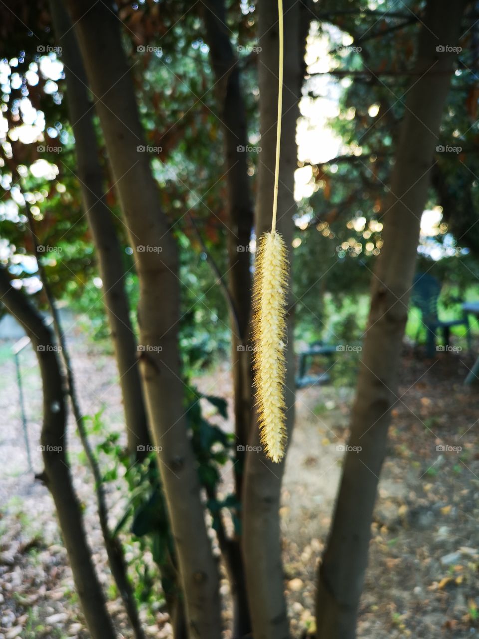 Trees, flora, natura.