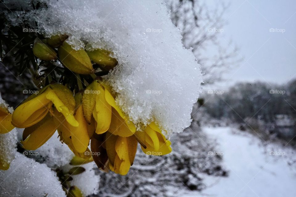 A Blanket Of Snow