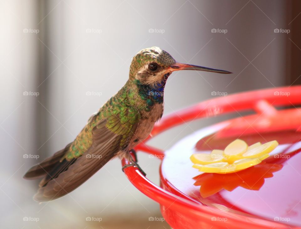 I love feeding hummingbird