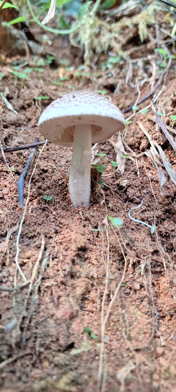 mushroom