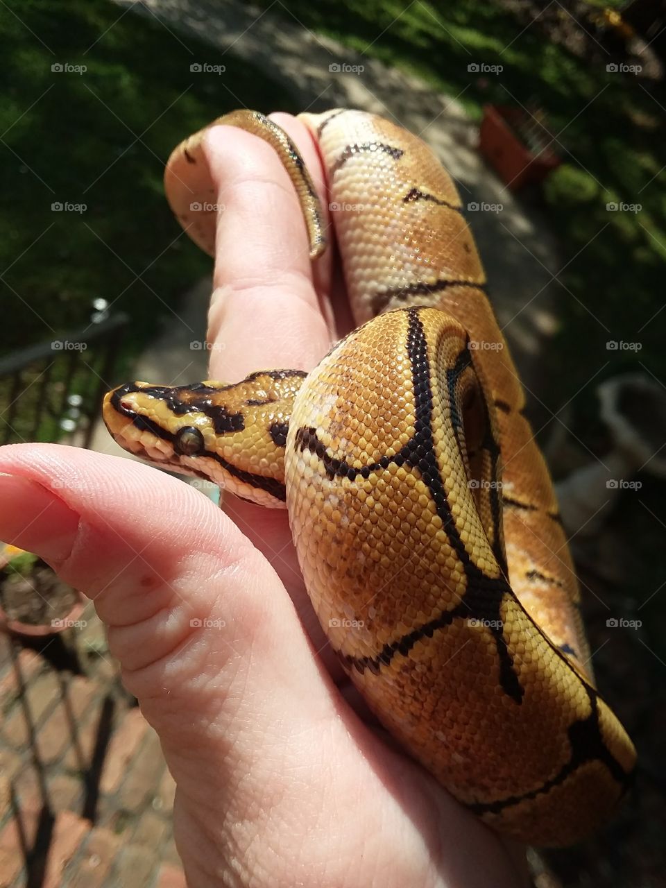 sweet baby <3 spider ball python