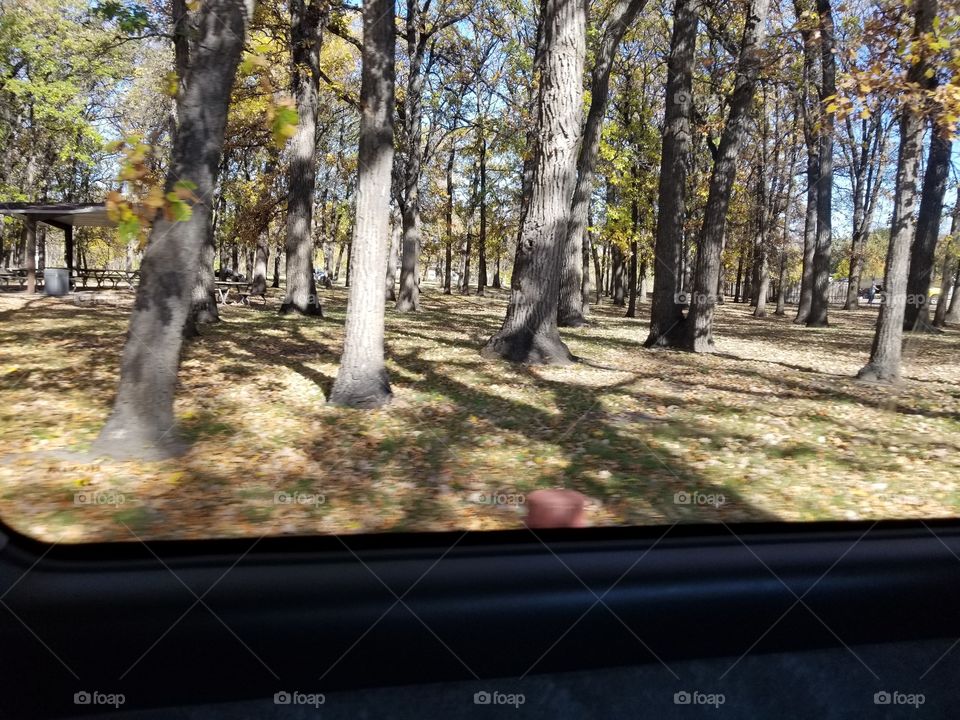Tree, Wood, Leaf, Nature, Fall