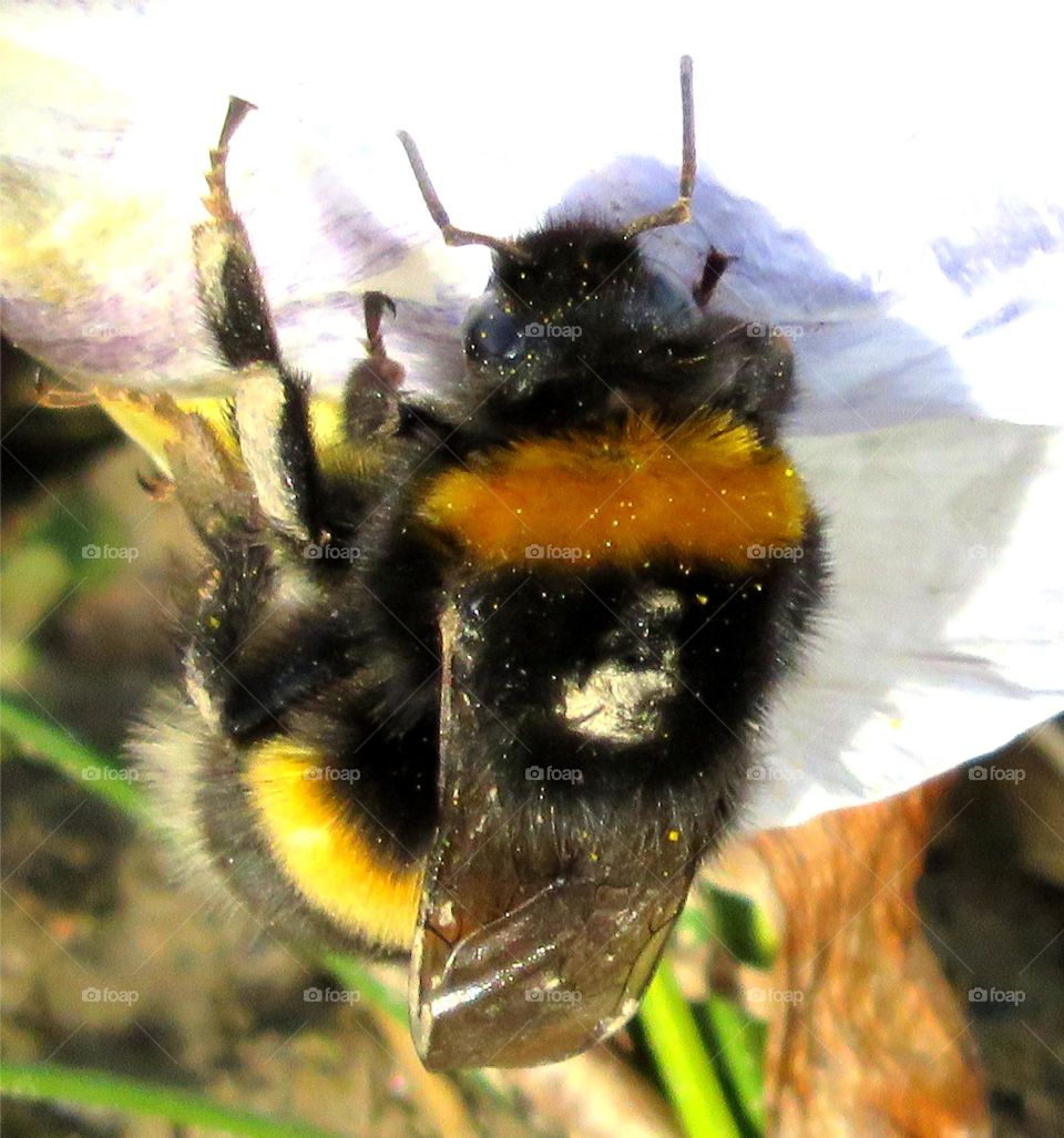 Honey bee on flower