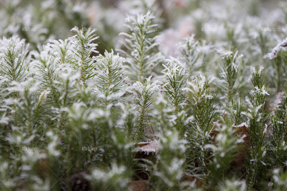 Frost on green moss frosty . Mossa