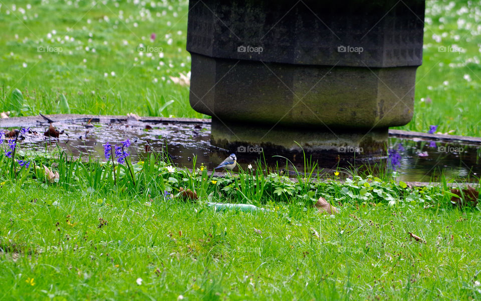 Bird perching on fountain in Berlin, Germany.