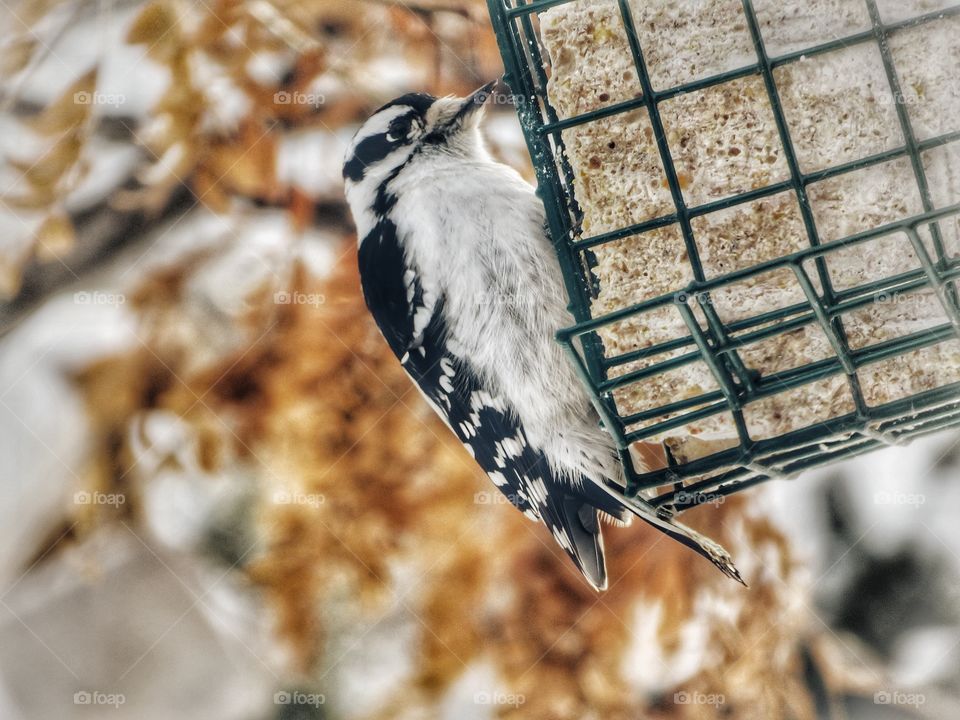Woodpecker - my yard
