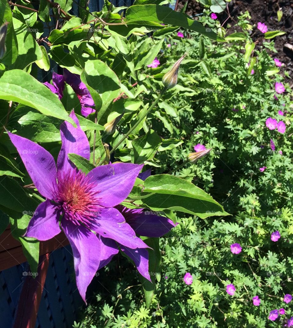 Clematis & Geraniums shades of purples!! From my garden
