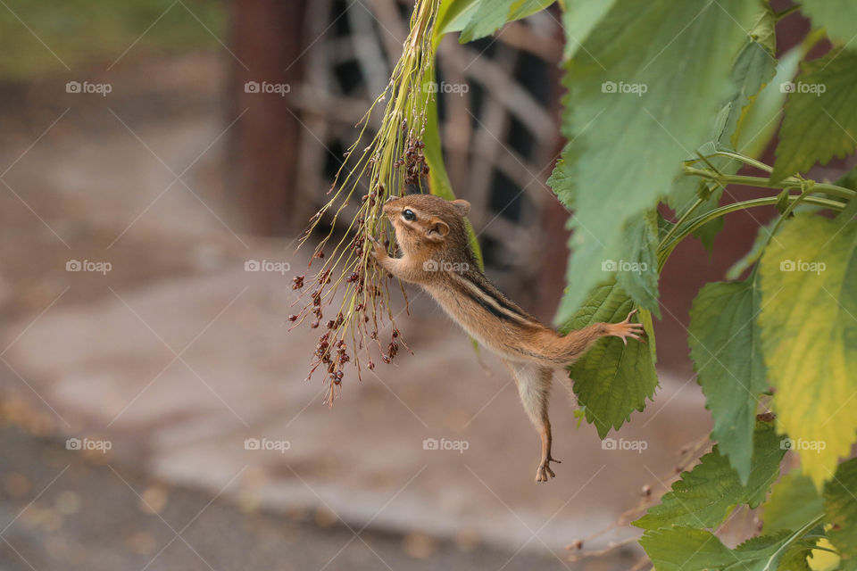 Chipmunk reaching for a snack on a plant, hanging by hands and feet, rare action shot