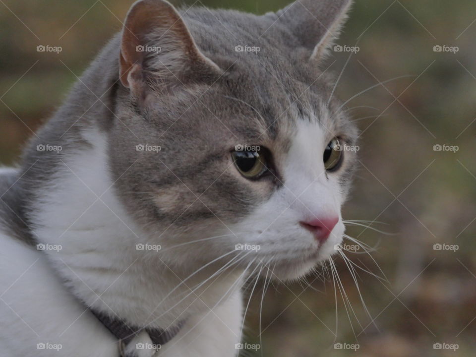 cat White animal