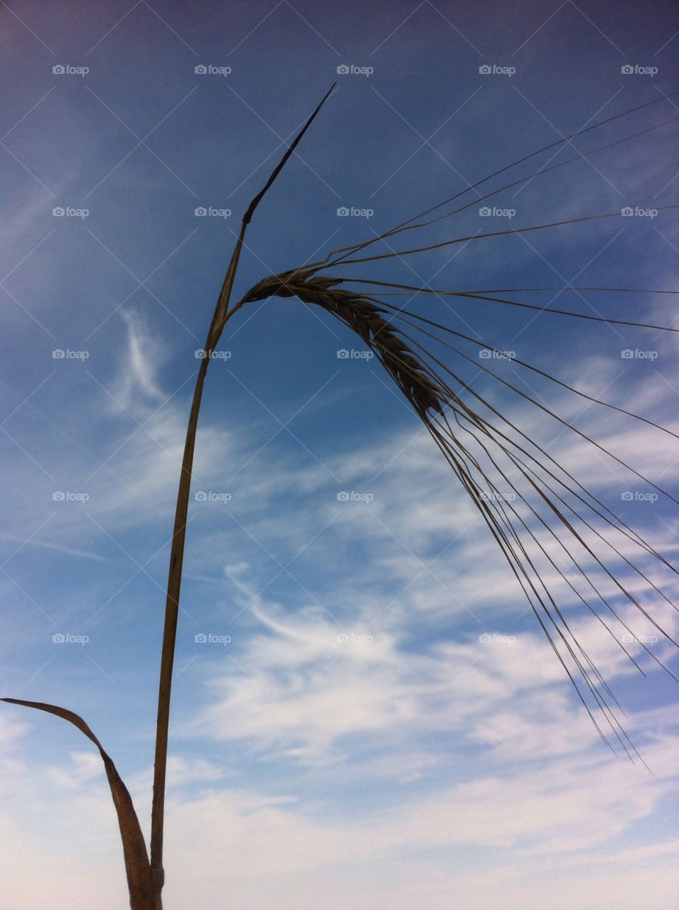 straw harvest crop barley by beanzy