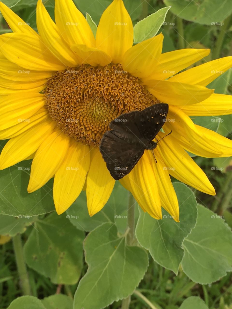 Sunflower and butterfly 