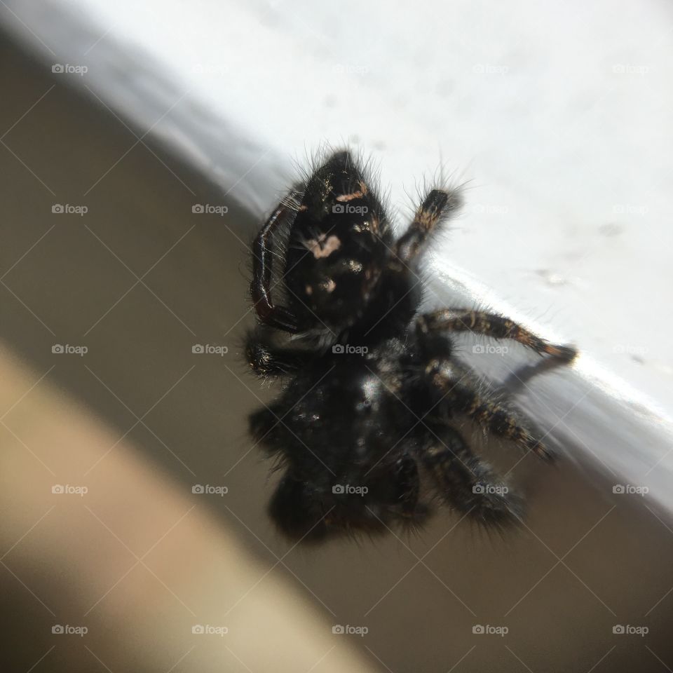 Spider on table