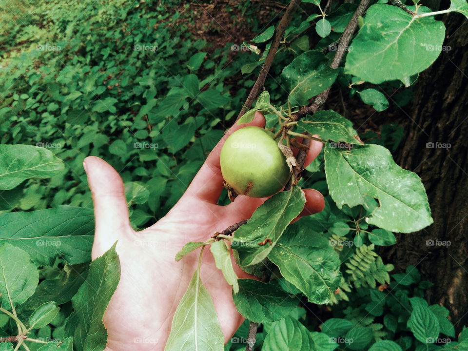 A real green apple on a tree, although not perfect, but very tasty