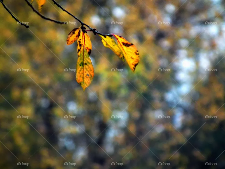 leaves