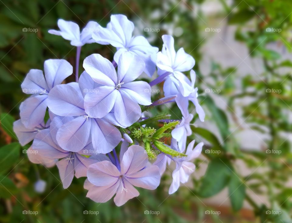 Plumbago auriculata. Cape leadwort. Purple flowers.