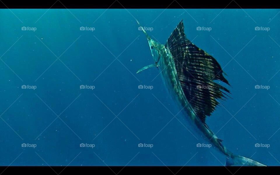 Sailfish