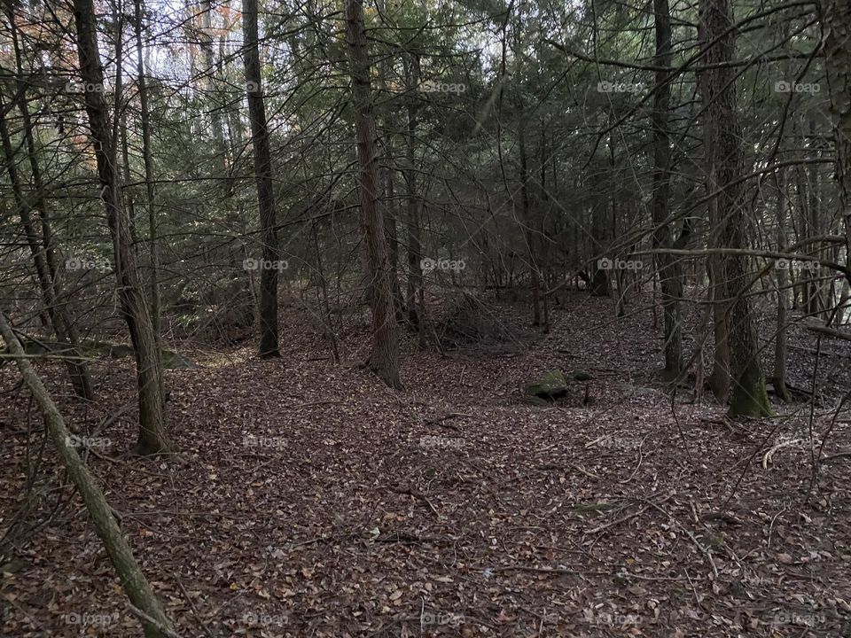 Adventure in the woods