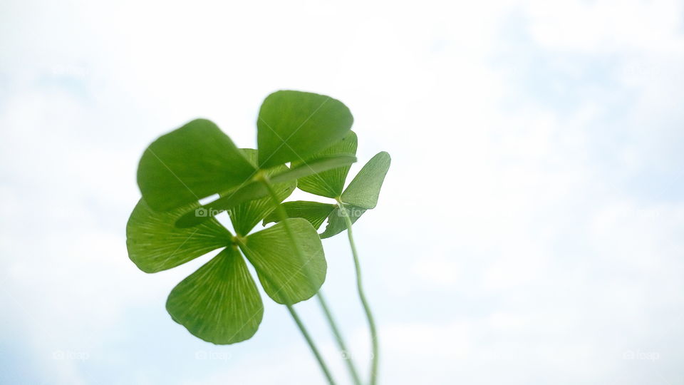 the three little plants