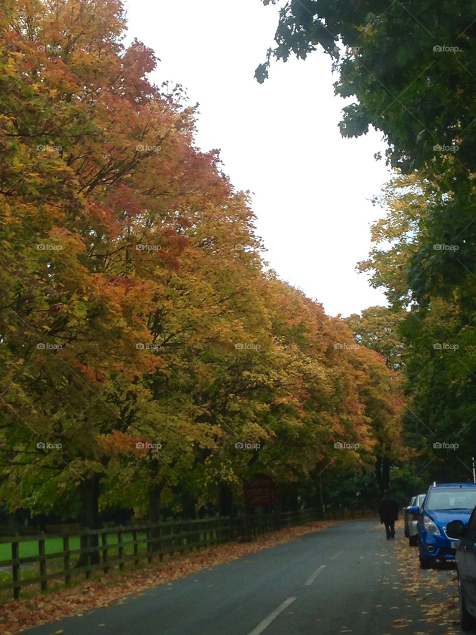 Autumn trees. Beautiful autumn trees as we travel down the road