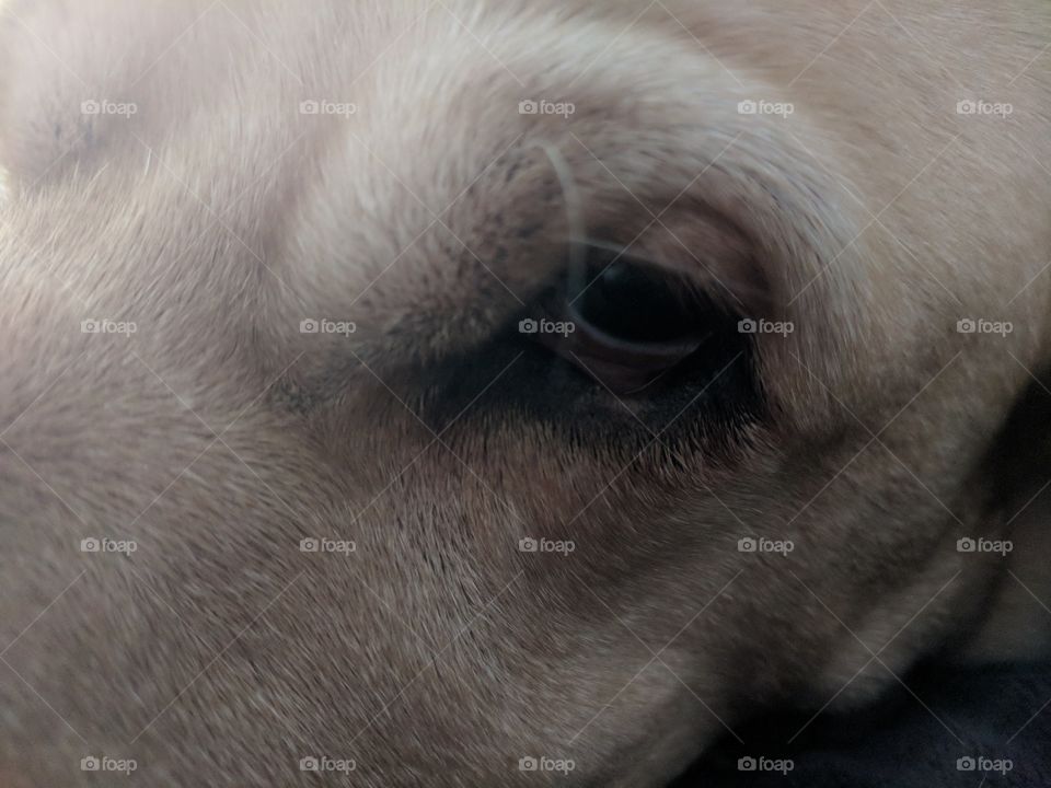 Dog Eye