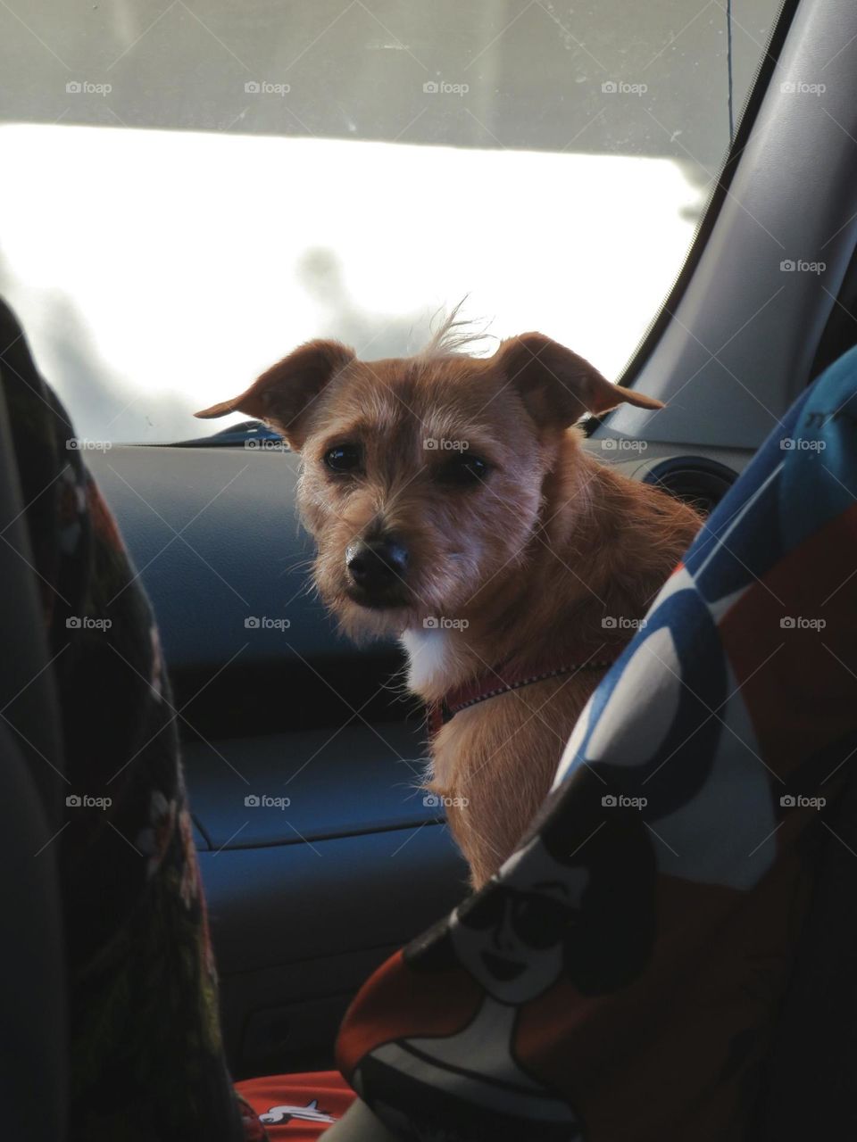 Patterdale Terrier in a Car