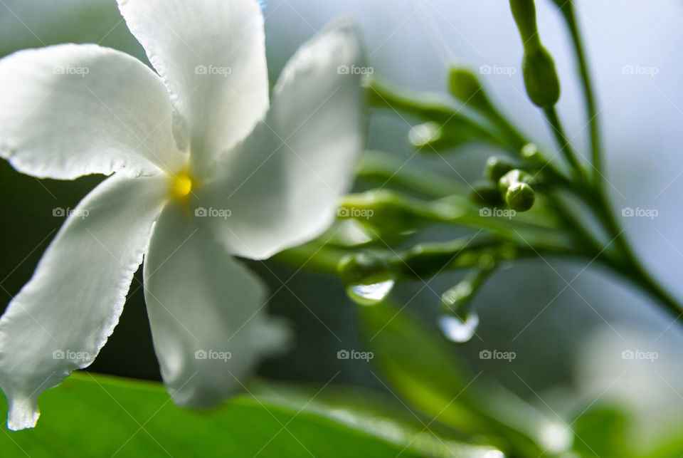 flower white water drop by vidu