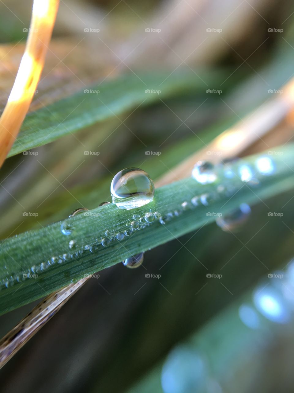 Rain, Drop, Dew, Leaf, Nature