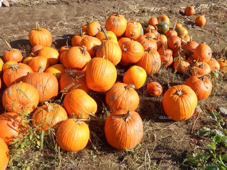 Pumpkin patch