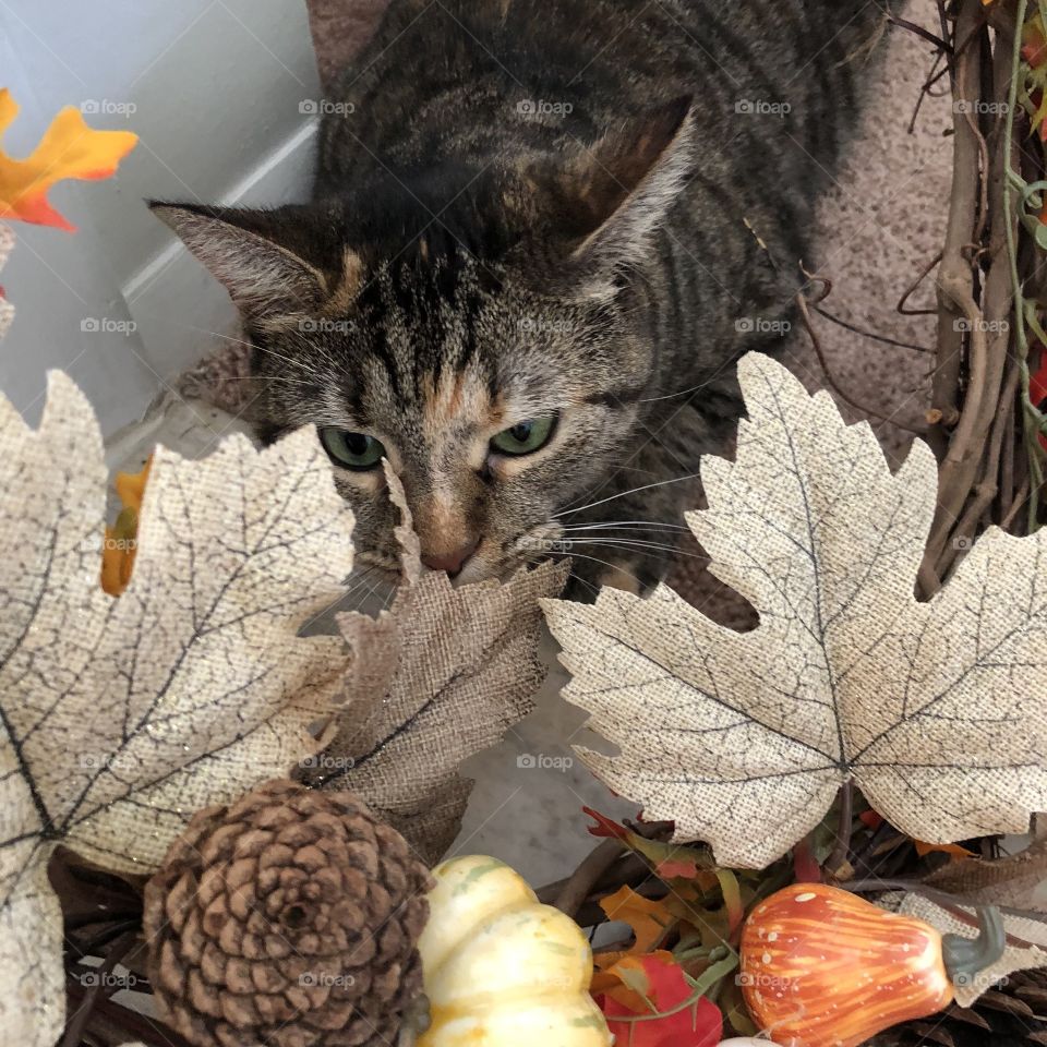 Allie cat loves the fall door wreath 