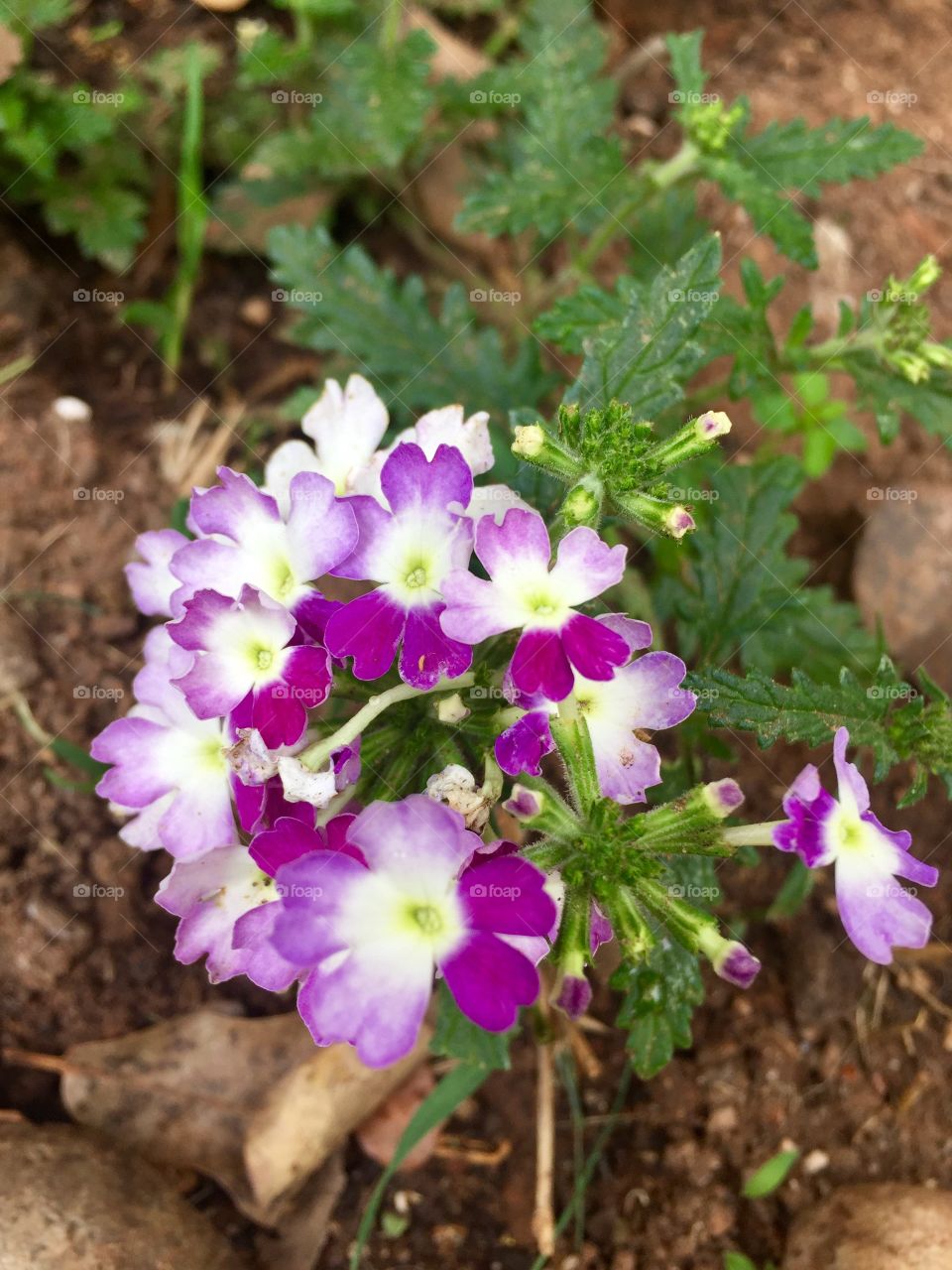 Tiny Purple Flowers