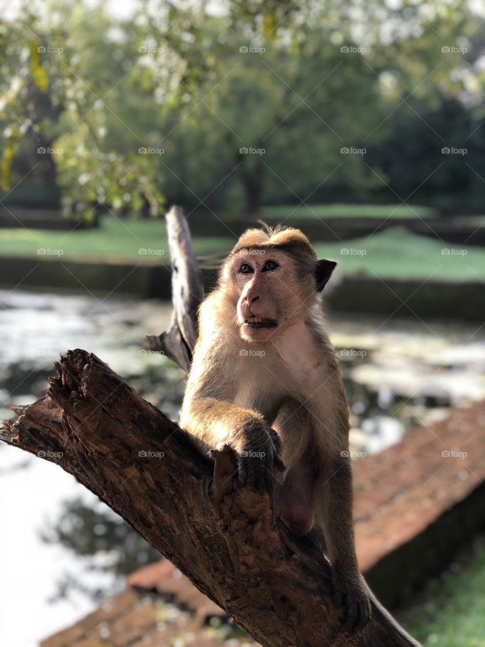 Monkey