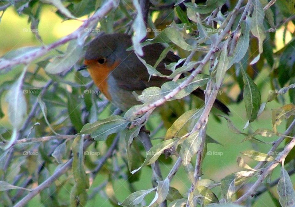 Robin peeking out of hedge 