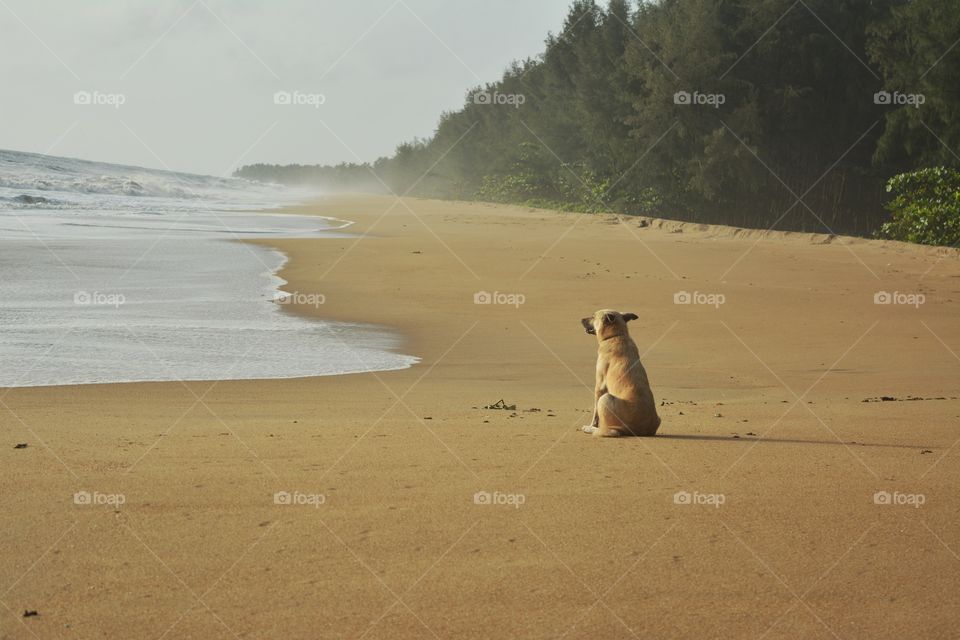 dog looking at beach