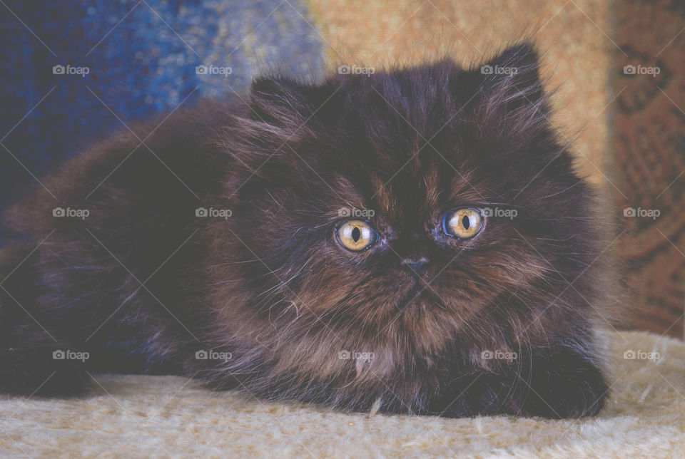 Black Persian Kitten with Gold Eyes 5