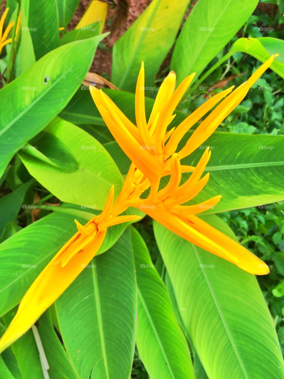 Yellow flower 