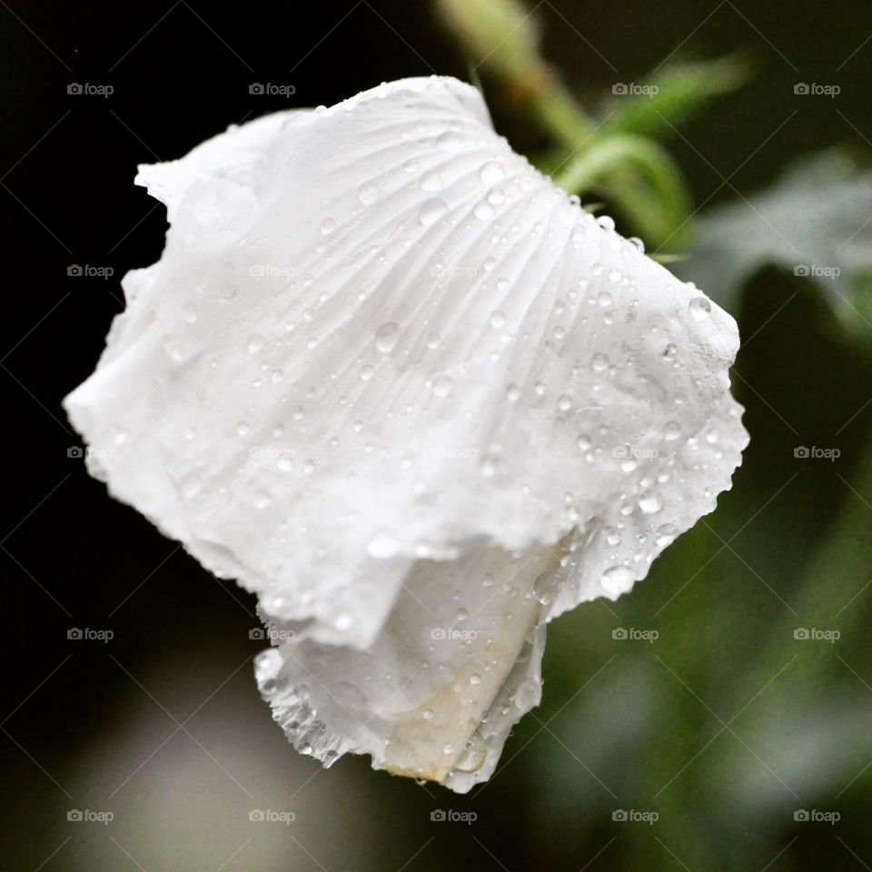 Flor blanco con gotas de lluvias