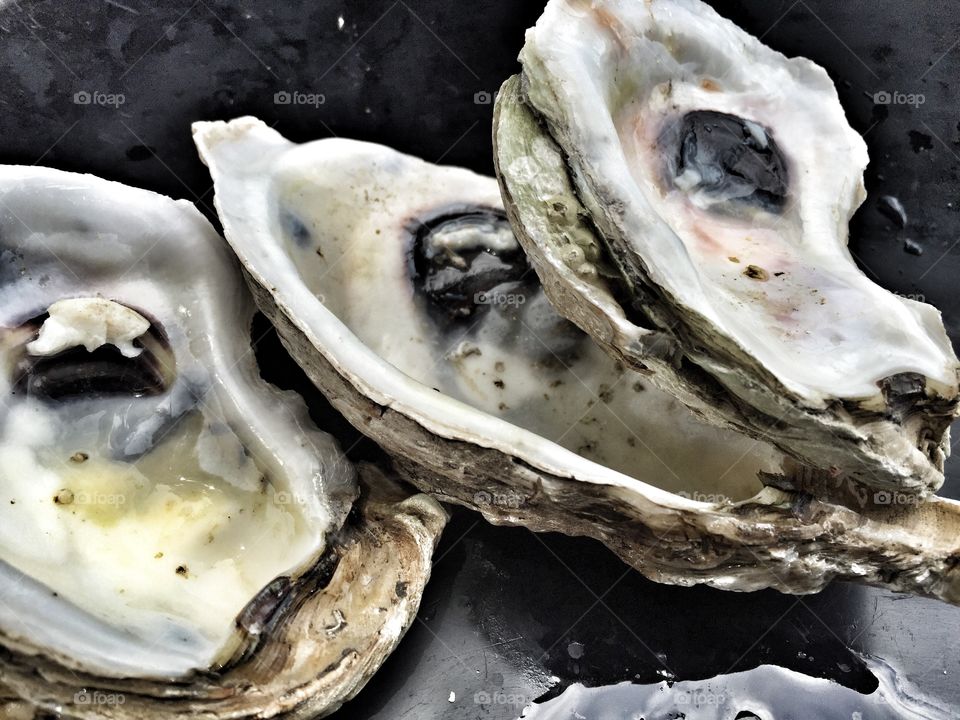 Oyster shells