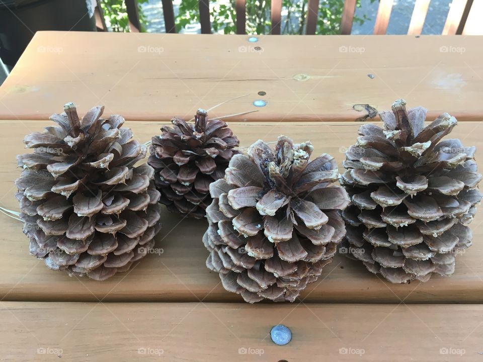 Big bear pinecones from our Pinetree